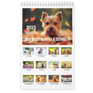 Norwich Norfolk Terrier 2023 Calendar 