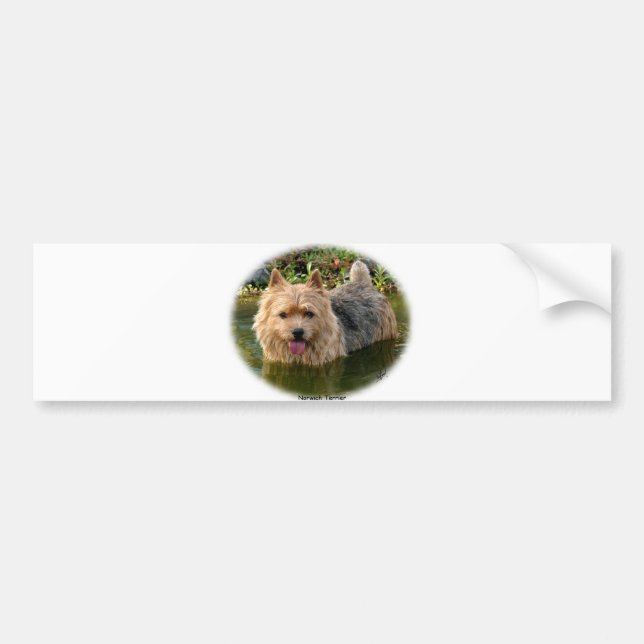 Norwich Terrier 9Y235D-087 Bumper Sticker (Front)