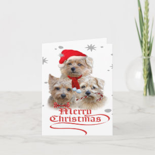 Norwich Terrier Christmas Holiday Card
