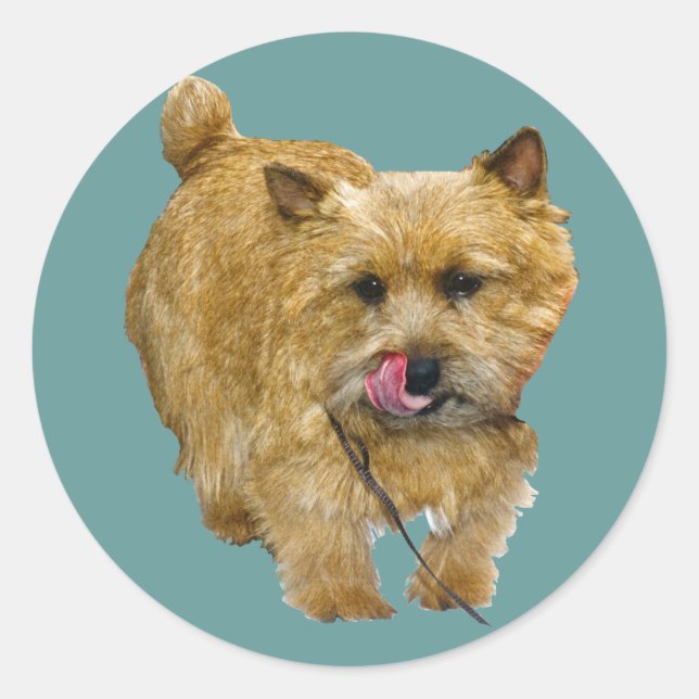 Norwich Terrier Classic Round Sticker (Front)