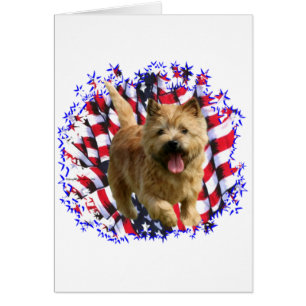 Norwich Terrier Patriot