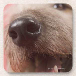 Nose of dog coaster