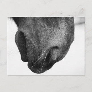 Nose of pony 1 postcard