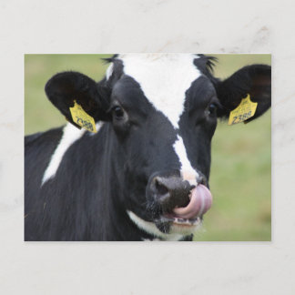 Nose picking holstein cow postcard