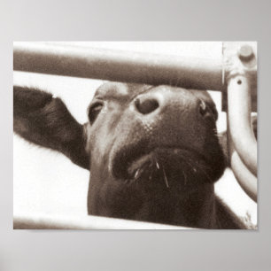 Nosey cow poster