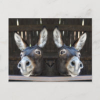 Nosey donkey mirrored