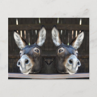 Nosey donkey mirrored postcard