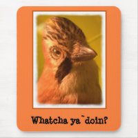 Nosey Jay Bird