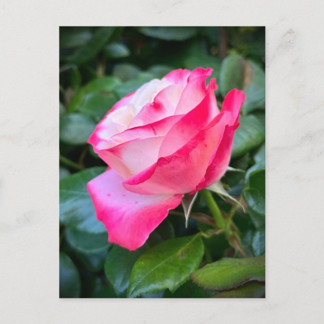 Nostalgie Rose Nostalgia Postcard (Front)