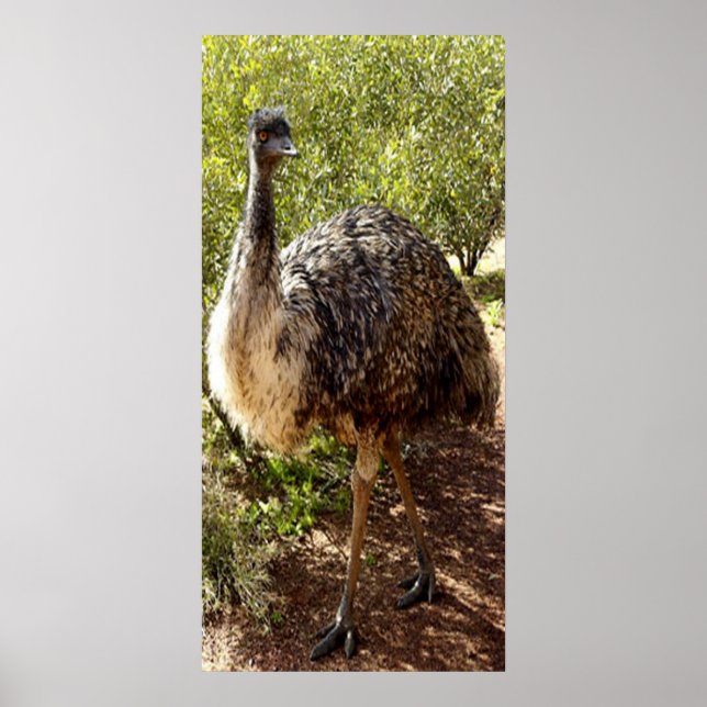 Nosy Emu Poster (Front)