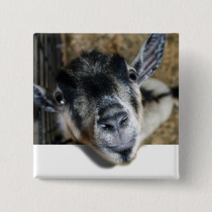Nosy Goat Looking Out 15 Cm Square Badge