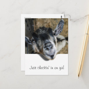 Nosy Goat Looking Out Postcard