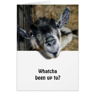 Nosy Goat Looking Up