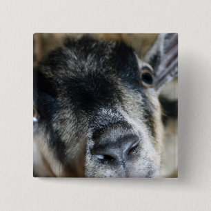 Nosy Goat Looking Up 15 Cm Square Badge