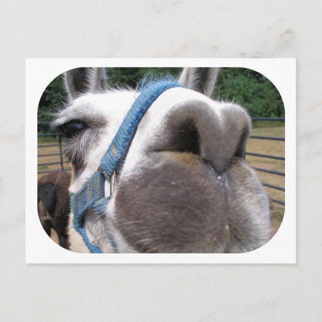 Nosy Llama Postcard (Front)