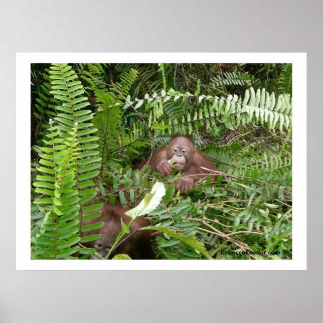 Nosy Neighbours in Kalimantan Indonesia Poster (Front)