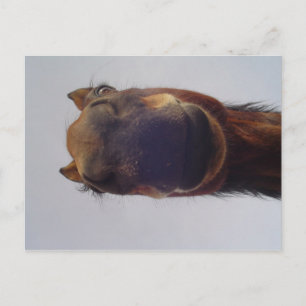 Nosy Postcard