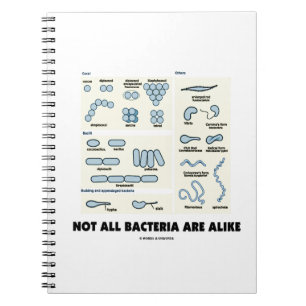Not All Bacteria Are Alike Bacterial Morphology Notebook