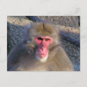Not Amused Postcard