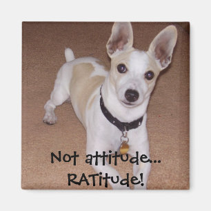 Not attitude... RATitude! Magnet
