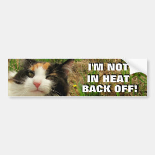 Not In Heat, Back Off Calico Cat Meme Bumper Sticker