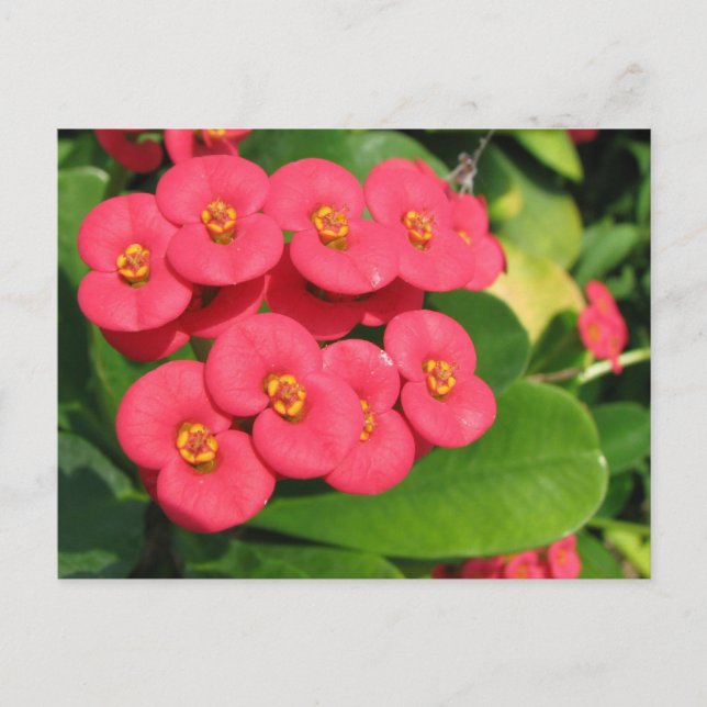 Not sure what flower this is postcard (Front)