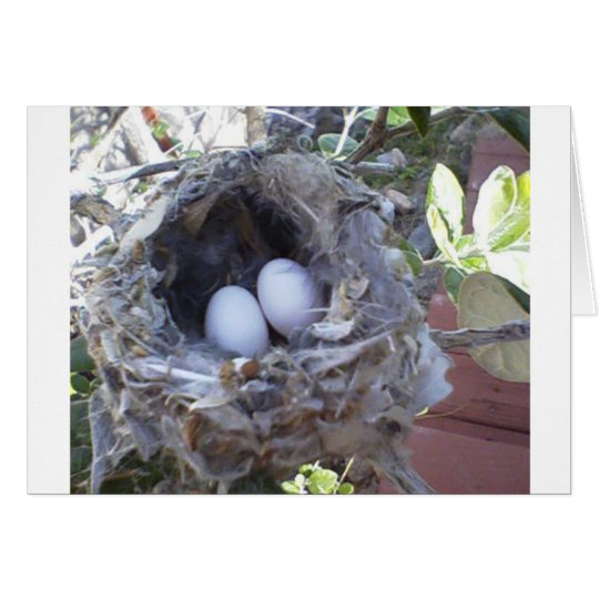Note Card Blank Hummingbird Eggs