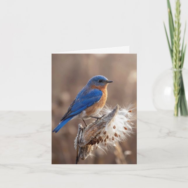 Note Card Bluebird on a Milkweed Pod (Front)