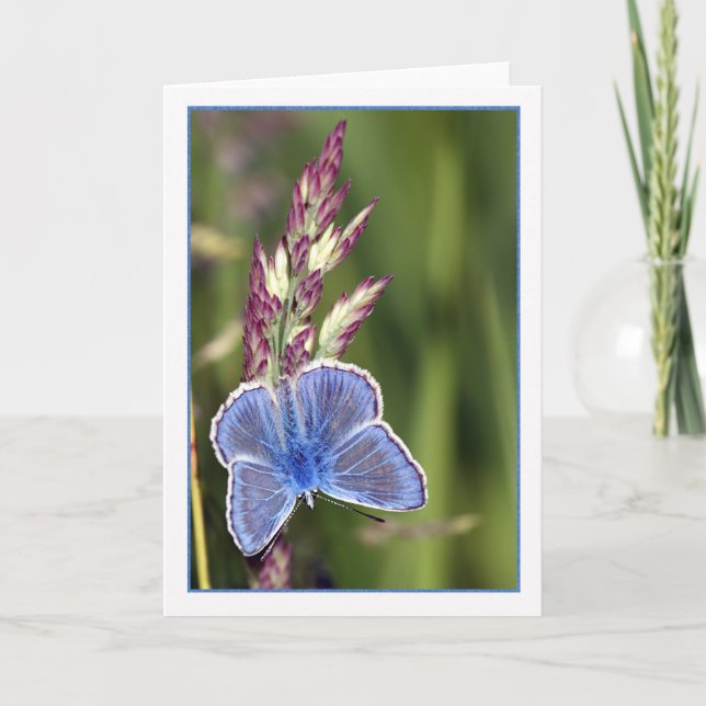 Note Card - Common Blue Male Butterfly - Polyommat (Front)