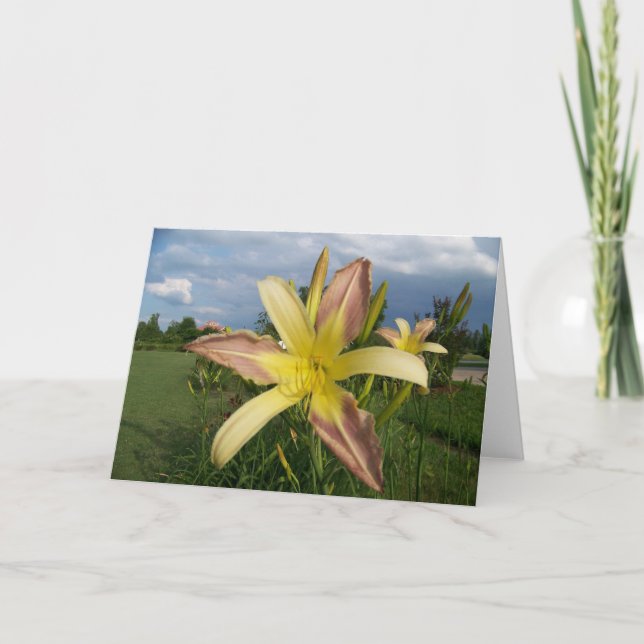 Note Card Daylillies (Front)