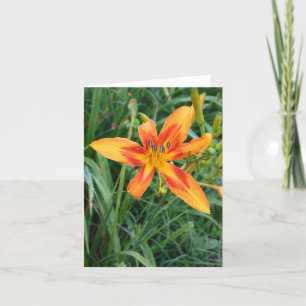 Note Card Daylillies