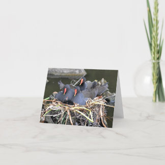 Note Card: "four in a bed" Moorhens Card