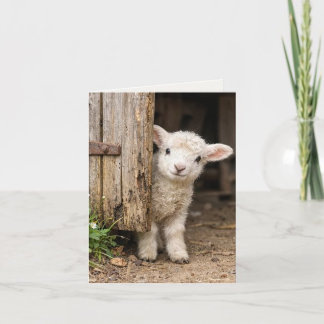 Note Card Lamb Peeking Around a Barn Door (Front)