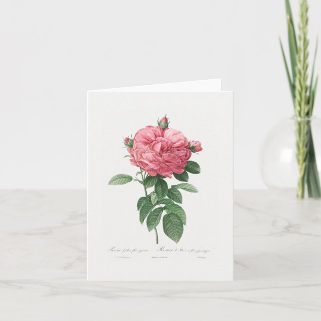 NOTE CARD: REDOUTÉ : FRENCH ROSE CARD (Front)