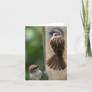 Note Card: Tree Sparrows on Feeder Card