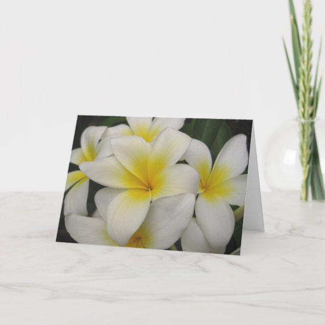 note card - white plumerias (Front)