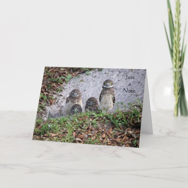 Note Card with Baby Burrowing Owls (Front)