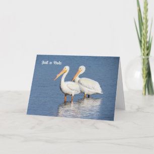 Note Card with White Pelicans