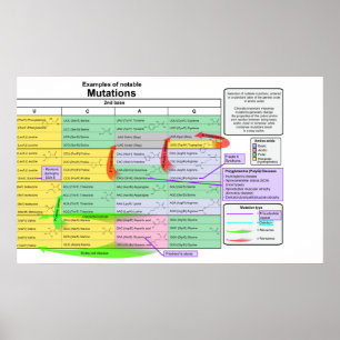 Noteable Mutations by Genetic Code of Amino Acids Poster