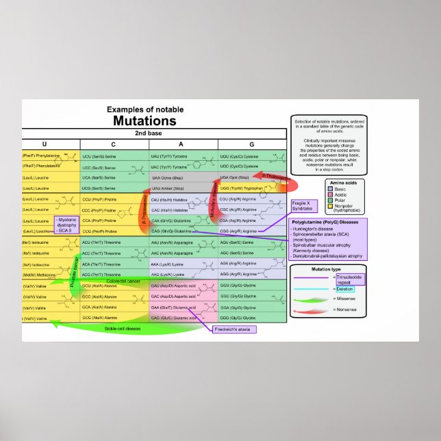 Noteable Mutations by Genetic Code of Amino Acids Poster (Front)