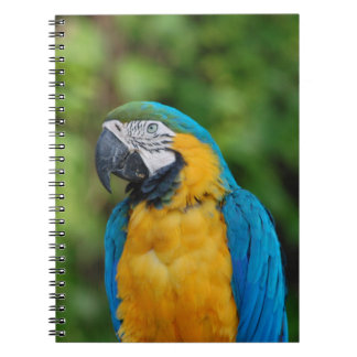 notebook _ parrot