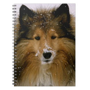 Notebook - Shetland Sheepdog in Snow