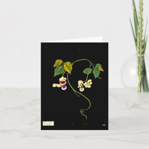 Notecard-Botanical Art-Mary Delany 5 Card