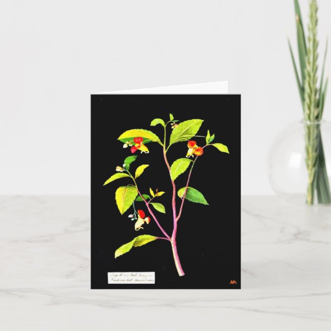 Notecard-Botanical Art-Mary Delany 7 Card (Front)