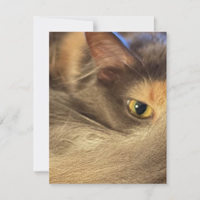Notecard from a Cat's View (Front)