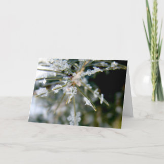 NOTECARD, Ice Crystals on Spruce Needles 1 Card