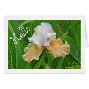 NOTECARD, PEACH AND WHITE IRIS/ HELLO /PHOTOG.