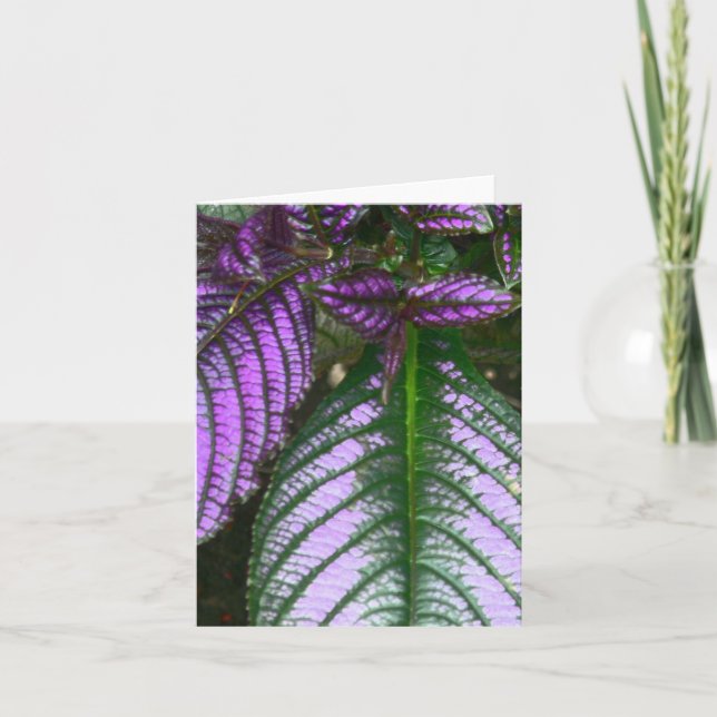 notecard/PLANT/PURPLE AND GREEN/PERSIAN SHIELD Card (Front)