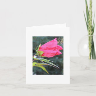 Notecard with brilliant red flower
