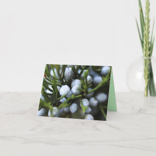 Notecard with Juniper Berries